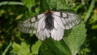 ウスバシロチョウ Parnassius citrinarius［分布の西端 山口県産］ [upl. by Hsetih]