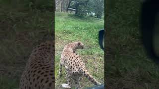 Close Encounter with a cheetah in Safari Park Beekse Bergen 🐆🚗 shorts leopard [upl. by Annaer]