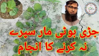 weedicide Spray Importance on Cottonبجائی کےوقت زہر پاشی کی اہمیت [upl. by Ailimac]