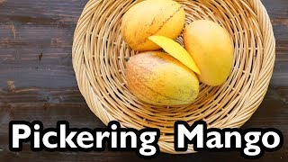 Truly Tropical Mango Varieties ‘Pickering’ [upl. by Heimer]