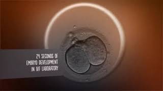 24 seconds of embryo development in IVF Laboratory [upl. by Craggy]