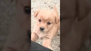 Funny baby dog 🐕dogshotrs animals [upl. by Aerdnac]