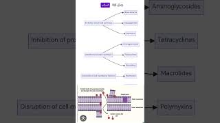 Colistin mechanism of action antibiotics microbiology microberifs lnl medicalstudent [upl. by Imalda]