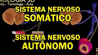 Comparação entre Reflexo Motor Somático e Reflexo Motor Autônomo [upl. by Kifar2]