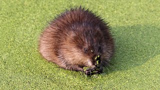 Muskrat eating Duckweed [upl. by Gariepy276]