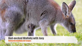 Rednecked Wallaby Macropus rufogriseus banksianus ♀ with Joey 5 [upl. by Onitnevuj]