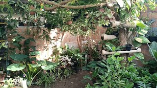 ATUALIZAÇÃO DAS PLANTAS DO JARDIM E COMPREI UMA PEPEROMIA SCANDENS [upl. by Iahcedrom945]