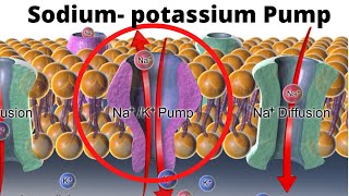 Neuronal Signaling and SodiumPotassium Pump from PDB101 [upl. by Eicak]