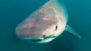 YBS Lifestyle Ep 23  TIGER SHARKS FEED ON WHALE CARCASS [upl. by Marozik]