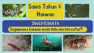 Sains Tahun 4  Haiwan Invertebrata  Haiwan yang tiada tulang belakang  Cara invertebrata bernafas [upl. by Averi]