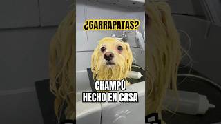 ¡¡Le Preparé un CHAMPÚ DE ALO VERA Refacillll victorthegroomer shorts [upl. by Aiclid437]