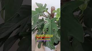 PHILODENDRON SQUAMIFERUM philodendron plantcare [upl. by Watt65]