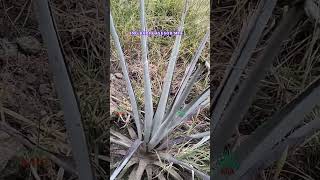 Agave en Puraguita [upl. by Nalek]