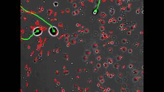 Mixing in Suspensions of Swimming Cells [upl. by Enneillij504]