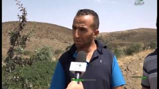 Oued Boulhaf AGRICULTURE 2015 نشاط الفلاحة وادي بولحاف برج بوعريريج [upl. by Ettelohcin262]