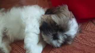 Meu Filhote quotFofoquot Shih Tzu com 1 Mês [upl. by Coltun]