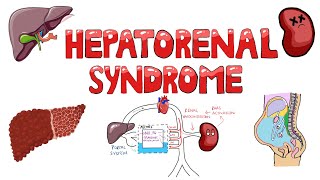 Hepatorenal Syndrome Pathophysiology  What is the mechanism of Hepatorenal Syndrome [upl. by Annabel242]