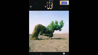 Hasbi Rabbi Jallallah new version love islamicsongviralshorts shortsfeed ytshorts deentalks [upl. by Tiduj]