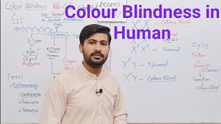 2216 Colour blindness in human  genetic causes of colour blindness  Fsc 12 class [upl. by Mcallister]