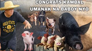 Dalwang King Cobra Nanghahabol ng tao sa lugar namin dilikadoCONGRATS KAMBAL SA BAGONG BABOY [upl. by Dalohcin479]