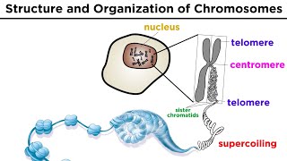 Chromosome Structure and Organization [upl. by Lindi25]