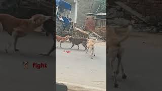 Dog fight forfighting youtubeshorts shorts funny comedy [upl. by Analart]