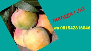 MANGGA R2E2 info bibit asli  081542816046 [upl. by Matelda82]