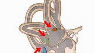 How the Body Works The Organs of Balance [upl. by Ainoval]