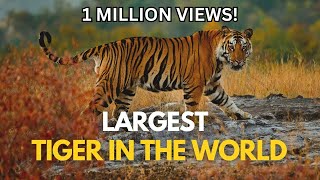 Largest Tiger in the World [upl. by Isman]