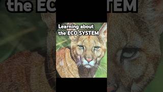 Learning about the ECO SYSTEM at the Museum of Tomorrow youtubehighfive ecosystem musuem [upl. by Aicener978]