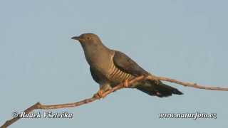 Kukačka obecná  Cuculus canorus  Cuckoo Kuckuck [upl. by Ellehciram]