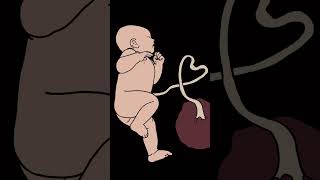 LABOUR AND DELIVERY SONG health anatomy song science labour pregnancy delivery wellerman [upl. by Munniks374]