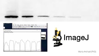 ImageJ tutorial Western Blot protein Bands Quantitative Analysis for Beginners Part 1 [upl. by Johppa]