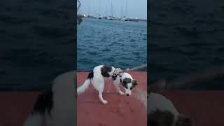 Goonie la pirata 🏴‍☠️❤️🐶 piratas barcos puerto paseo guapa goonie piratasdelcaribe dog [upl. by Paryavi971]