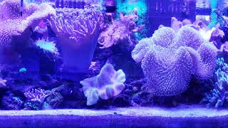 AquaCorals 180g Parent Soft Coral Reef Tank [upl. by Orford57]