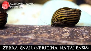 Neritina natalensis The POPULAR ZEBRA SNAIL Leopard Aquatic W003A [upl. by Ennaxxor]