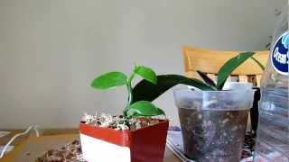 Caring for Vanilla Orchid Plant Planifolia [upl. by Haek]