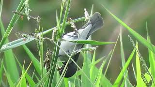 Coleirinho  Sporophila caerulescens [upl. by Perrie]