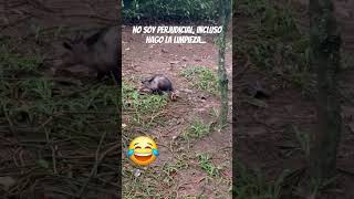 🦡💥 Zarigüeya o Mykurẽ animals free animalurbano plagas bichos ecologia mundo paraguay [upl. by Malvina]