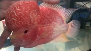 ang bagong NEW FLOWERHORN [upl. by Valdemar]