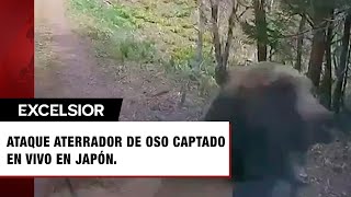 Captan aterrador ataque de oso en vivo desde el interior de un auto en bosque de Japón [upl. by Nnaacissej]