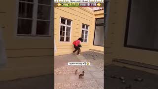 उंचाई से गिरते बत्तख के बच्चे 😳 animal animals animallover animalrescue duck [upl. by Attenehs]