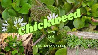 Chickweed with Lori the Herbchick [upl. by Specht]