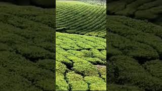 Munnar tea estate music travel nature [upl. by Hedelman740]