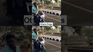 Other dogs vs my dog Euro😂😂doglovers dogs puppy dogshorts doglife dogvideos dog viral pets [upl. by Jerrilee]