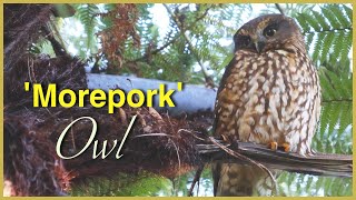 Beautiful New Zealand OWL the MOREPORK or RURU [upl. by Schwartz]