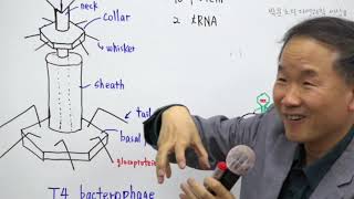 13T4 Bacteriophage의 Life cycle1 [upl. by Libby]