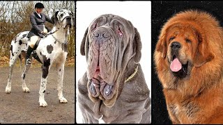 the biggest dog in the world  big dogs breeds  giant dogs bigdog [upl. by Adnahcal]