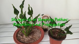 Shangrila or Sleeping Pothos Repotting and Propagation [upl. by Waligore]