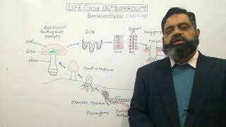 Basidiomycetes English medium profmasoodfuzail Life Cycle of Mushroom English medium [upl. by Aniehs]